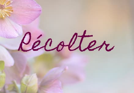 Img-sancy-fleurs-auvergne-notre-philosophie-récolter