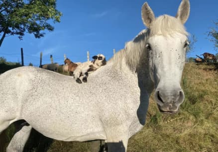 img-ferme-de-chameil-sancy-fleurs-auvergne-cheval-chèvre