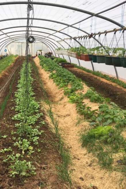 img-ferme-de-chameil-sancy-fleurs-auvergne-serre-legumes