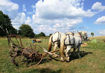 img-ferme-de-chameil-sancy-fleurs-auvergne-traction-animale