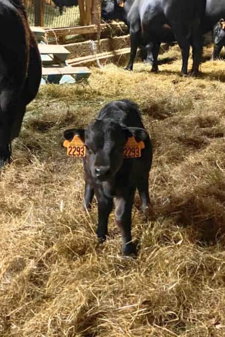 img-ferme-de-chameil-sancy-fleurs-auvergne-veau